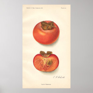  Poster Persimmon