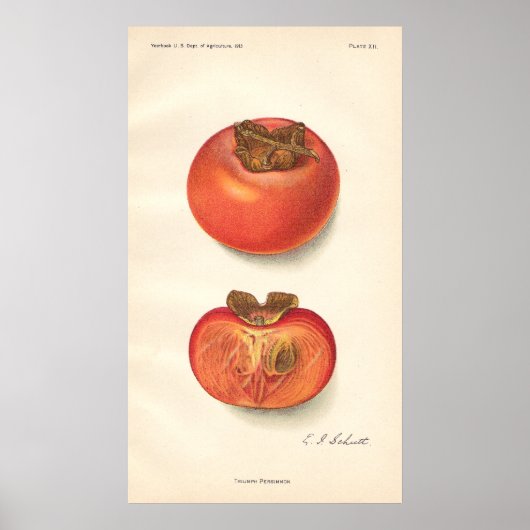 Poster Persimmon (Voorkant)