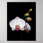 poster "Phalaenopsis" (Voorkant)