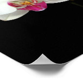 poster "Phalaenopsis" (Hoek)