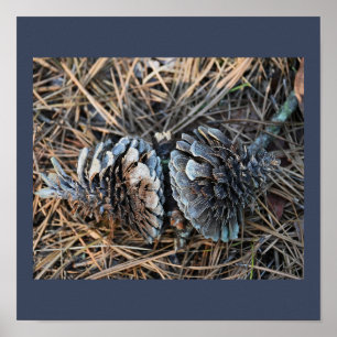 Poster Pinecones
