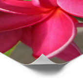 poster - pink plumerias (Hoek)