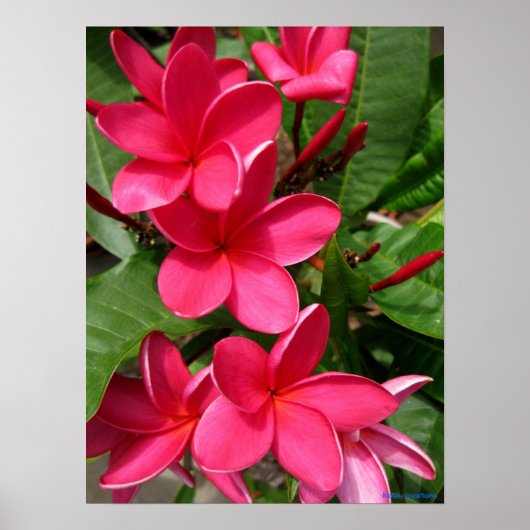 poster - pink plumerias (Voorkant)
