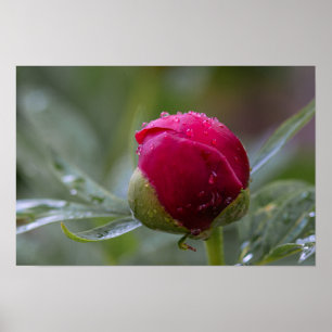 Poster Pioen Bloemknop Na De Regen Fotografie