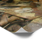 Poster Pipsissewa (Wintegreen) (Hoek)