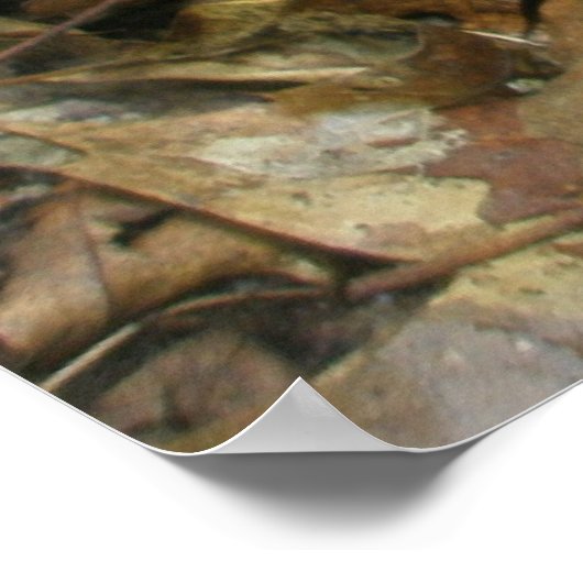 Poster Pipsissewa (Wintegreen) (Hoek)