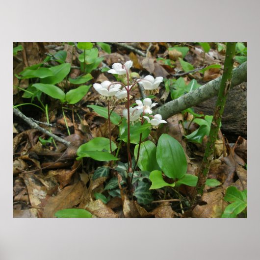 Poster Pipsissewa (Wintegreen) (Voorkant)