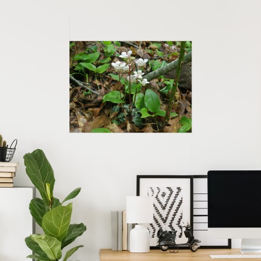 Poster Pipsissewa (Wintegreen) (Thuiskantoor)