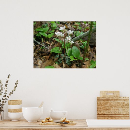 Poster Pipsissewa (Wintegreen) (Keuken)