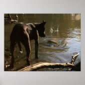 Poster "Pit Bull" (Voorkant)