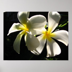 Poster Plumaria Hawaiian Tropical Flowers Print