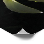 Poster Plumaria Hawaiian Tropical Flowers Print (Hoek)