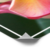 Poster-Plumeria Flowers Poster (Hoek)