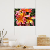 Poster-Plumeria Flowers Poster (Keuken)