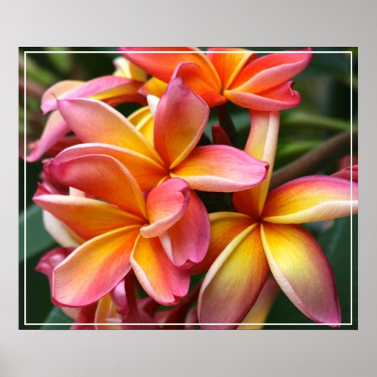 Poster-Plumeria Flowers Poster (Voorkant)
