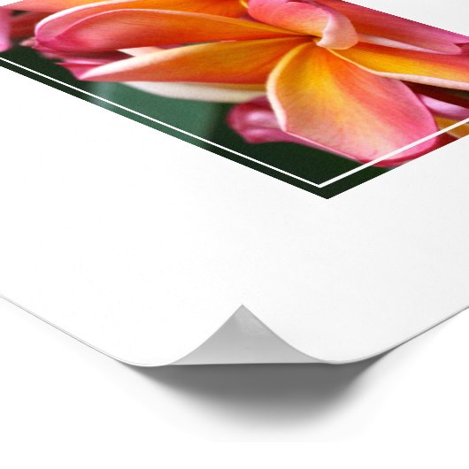 Poster-Plumeria Flowers Poster (Hoek)