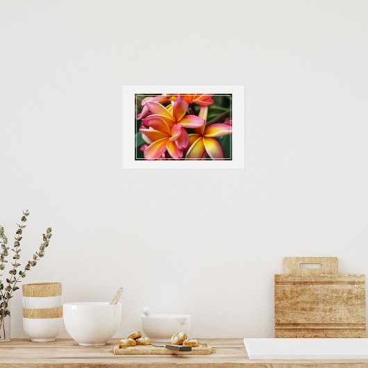 Poster-Plumeria Flowers Poster (Keuken)