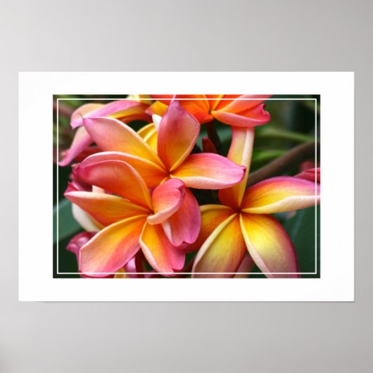Poster-Plumeria Flowers Poster (Voorkant)