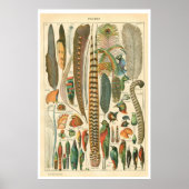  Poster Plumes (Voorkant)
