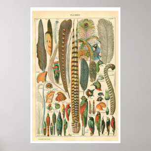  Poster Plumes