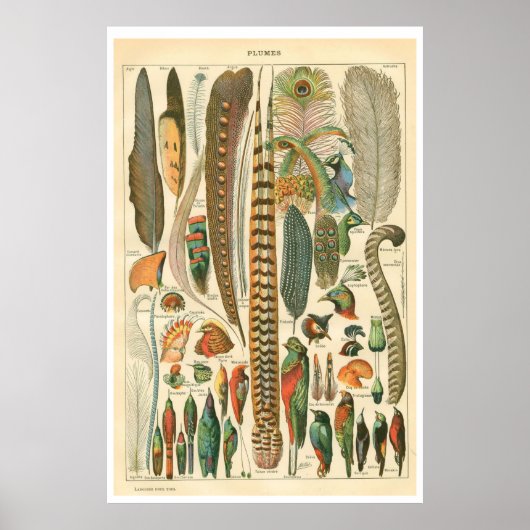 Poster Plumes (Voorkant)