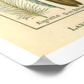 Poster Plumes (Hoek)