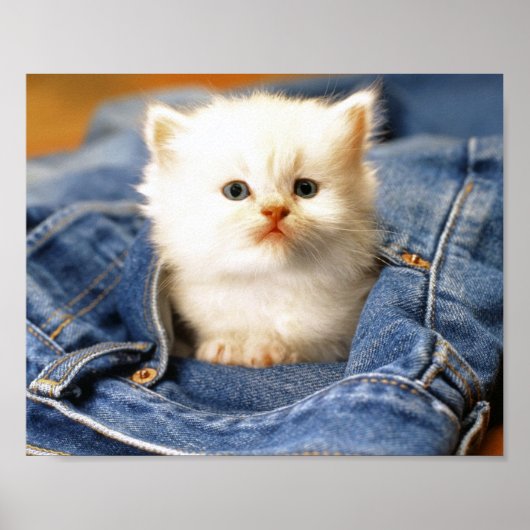 Poster Pocket Kitten (Voorkant)