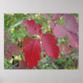 Poster Poison Oak (Voorkant)