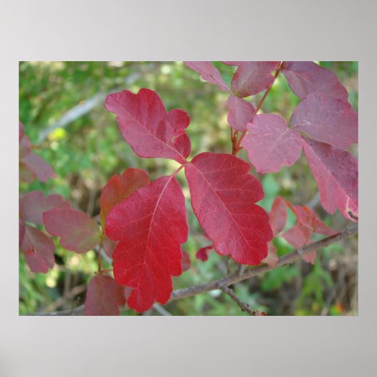 Poster Poison Oak (Voorkant)