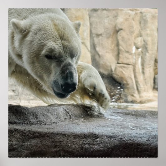 Poster polarBeer (Voorkant)