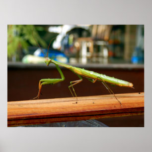 Poster Praying Mantis