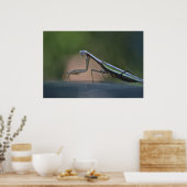 Poster Praying Mantis (Keuken)