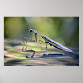 Poster Praying Mantis (Voorkant)