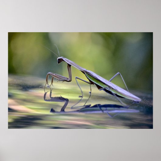 Poster Praying Mantis (Voorkant)