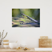 Poster Praying Mantis (Keuken)