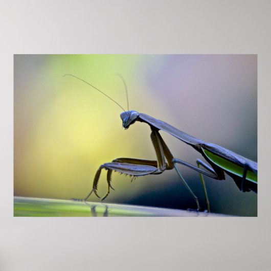 Poster Praying Mantis (Voorkant)