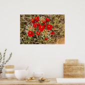 Poster Prickly Pear Cactus Flowers (Keuken)