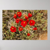 Poster Prickly Pear Cactus Flowers (Voorkant)