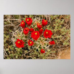 Poster Prickly Pear Cactus Flowers