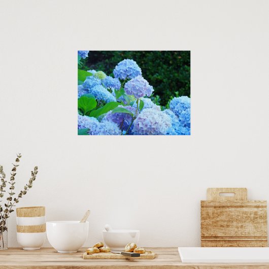 Poster prints Blue Hydrangea Flowers Garden (Keuken)