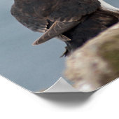 Poster Puffin-foto's (Hoek)