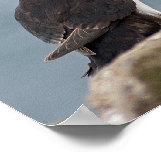 Poster Puffin-foto's (Hoek)