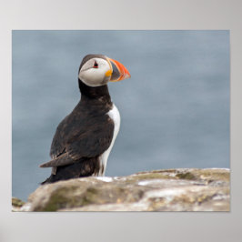 Poster Puffin-foto's