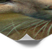 Poster Puma Mountain Cat Print (Hoek)