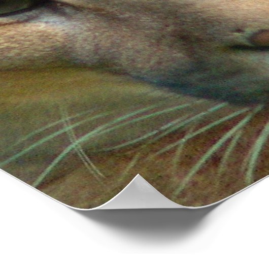 Poster Puma Mountain Cat Print (Hoek)