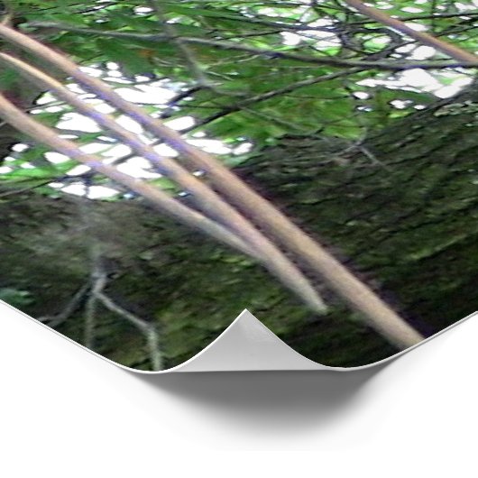 Poster Red Panda (Hoek)