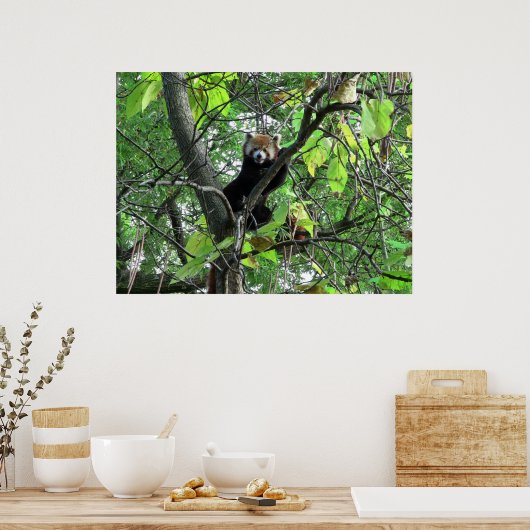 Poster Red Panda (Keuken)