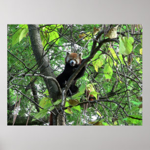 Poster Red Panda
