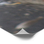 Poster Red Panda (Hoek)