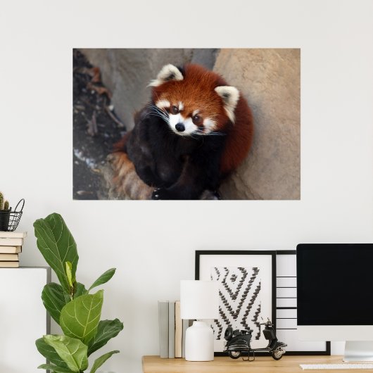Poster Red Panda (Thuiskantoor)